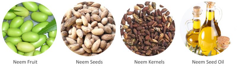 neem seed and neem oil