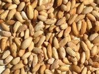 neem seed for oil extraction